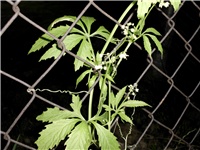 e0d82a81-Picture 033.jpg